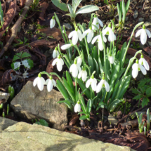 Snowdrops at Hidden Valley Gardens