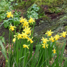 Daffodilis