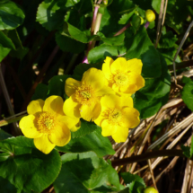 Marsh Marigold