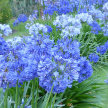 Agapanthus