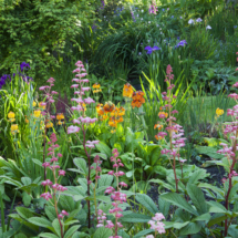 Bog Garden at Hidden Valley Gardens