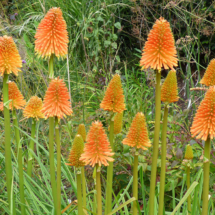 Kniphofia rooperi