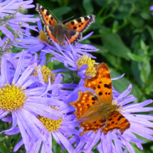 Painted Lady Comma butterfly