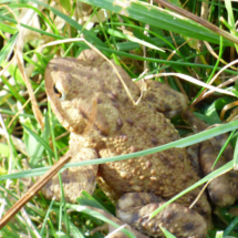 Toad in the grass