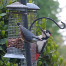 Woodpecker and Nuthatch