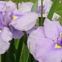 Iris in the Iris Garden