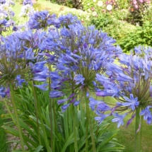 Agapanthus