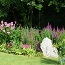 Bog garden with Filipendula and Lythrum