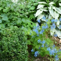 Corydalis and Pulmonaria