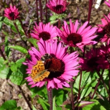 Echinacea 'Fatal Attraction'