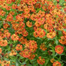 Helenium 'Riverton Beauty'