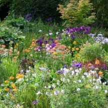 Iris beds in June