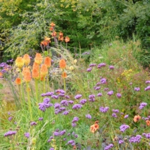 Kniphofia and Verbena late summer