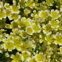 Limnanthes douglasii