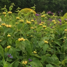 Phlomis russeliana