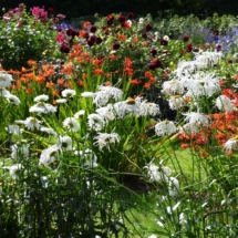 Rows with Leucanthemums