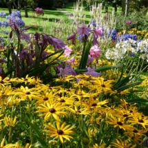 Rudbeckia in August