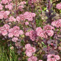 Sedum 'Strawberries and Cream'