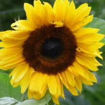 Sunflower in hot border