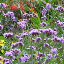 Verbena bonariensis