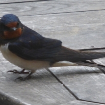 Young Swallow